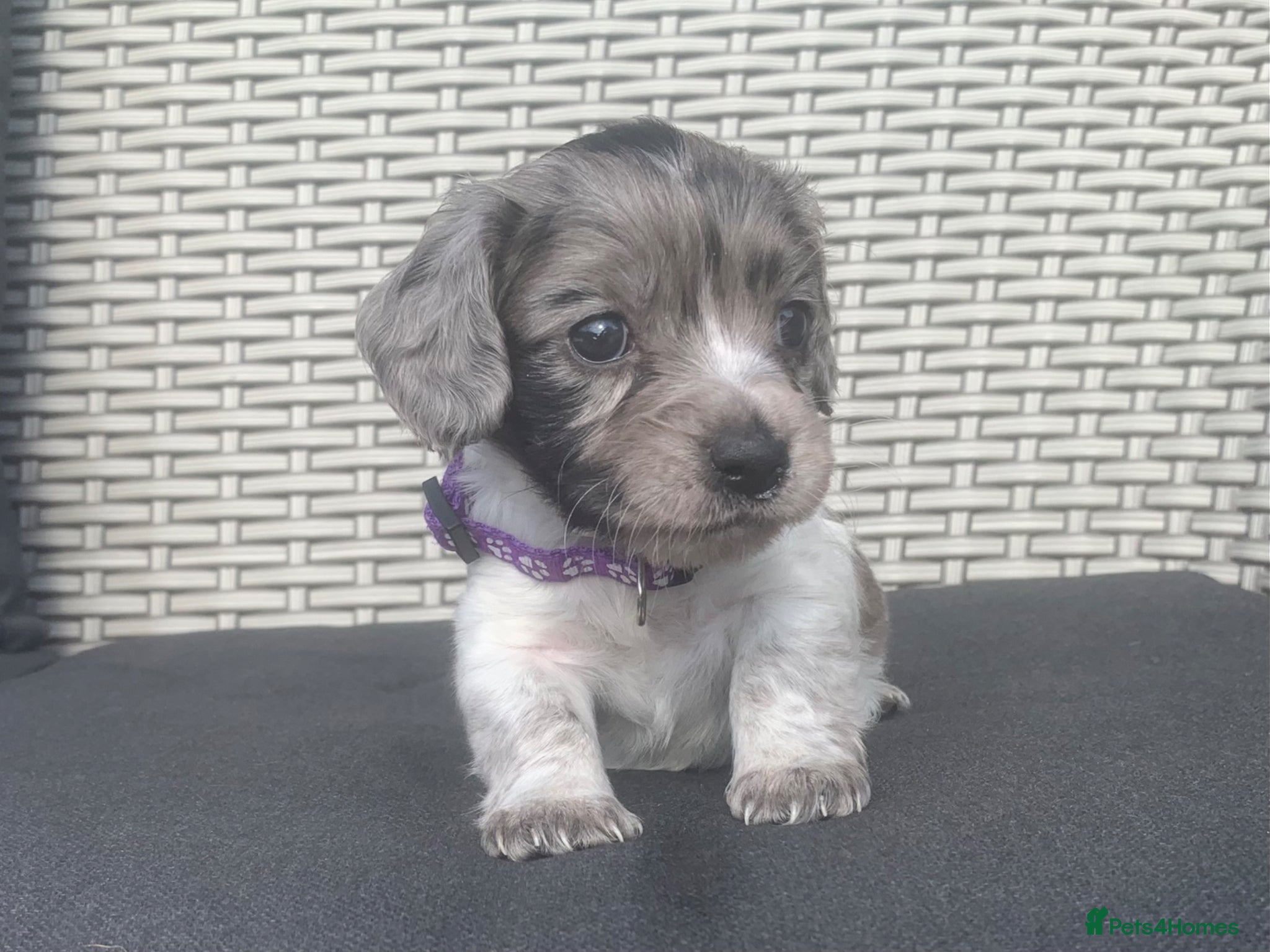 Mixed Breed dogs 4 beautiful puppies left  - Advert 2
