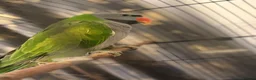 Parakeets birds for sale: Eastern Rosella in Wigan - Advert 1
