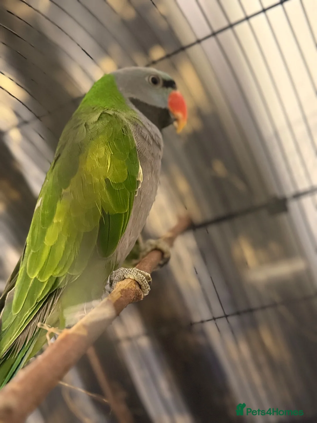 Parakeets birds for sale: Eastern Rosella in Wigan - Advert 1