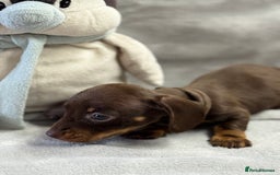 Miniature Dachshund dogs for sale: Miniature dachshund  - Image 21