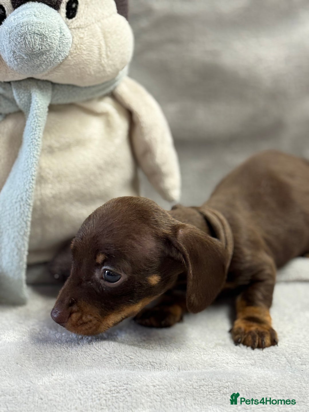 Miniature Dachshund dogs for sale: Miniature dachshund  - Image 21