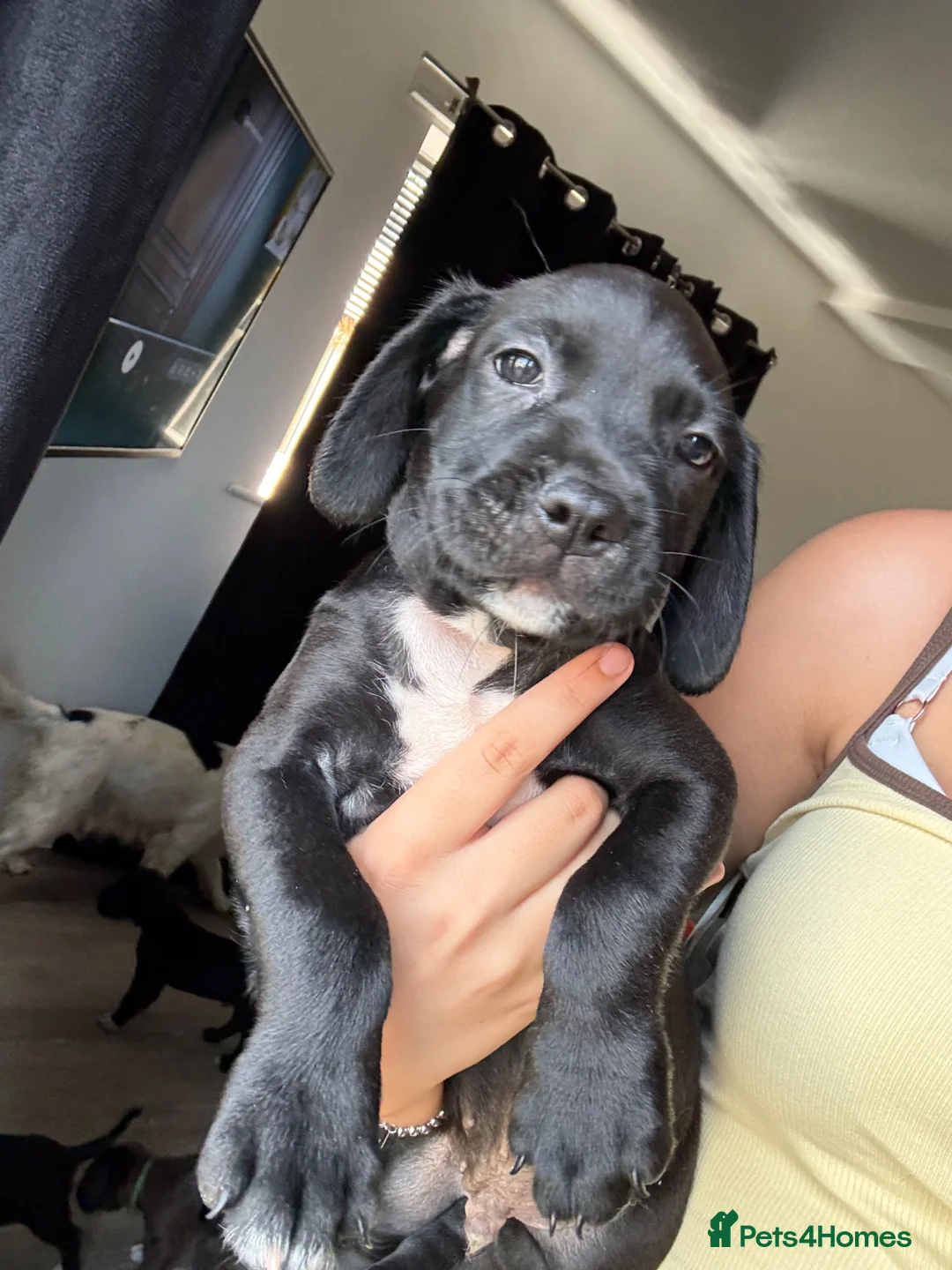 Mixed Breed dogs for sale: READY TO LEAVE TODAY!! - Advert 2