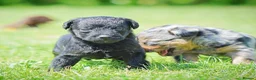 Mixed Breed dogs for sale: Beautiful litter of Patterpoo’s   - Advert 17