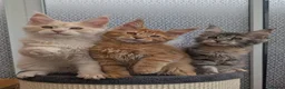 Maine Coon cats for sale: Stunning Tica registered Maine coons - Advert 24