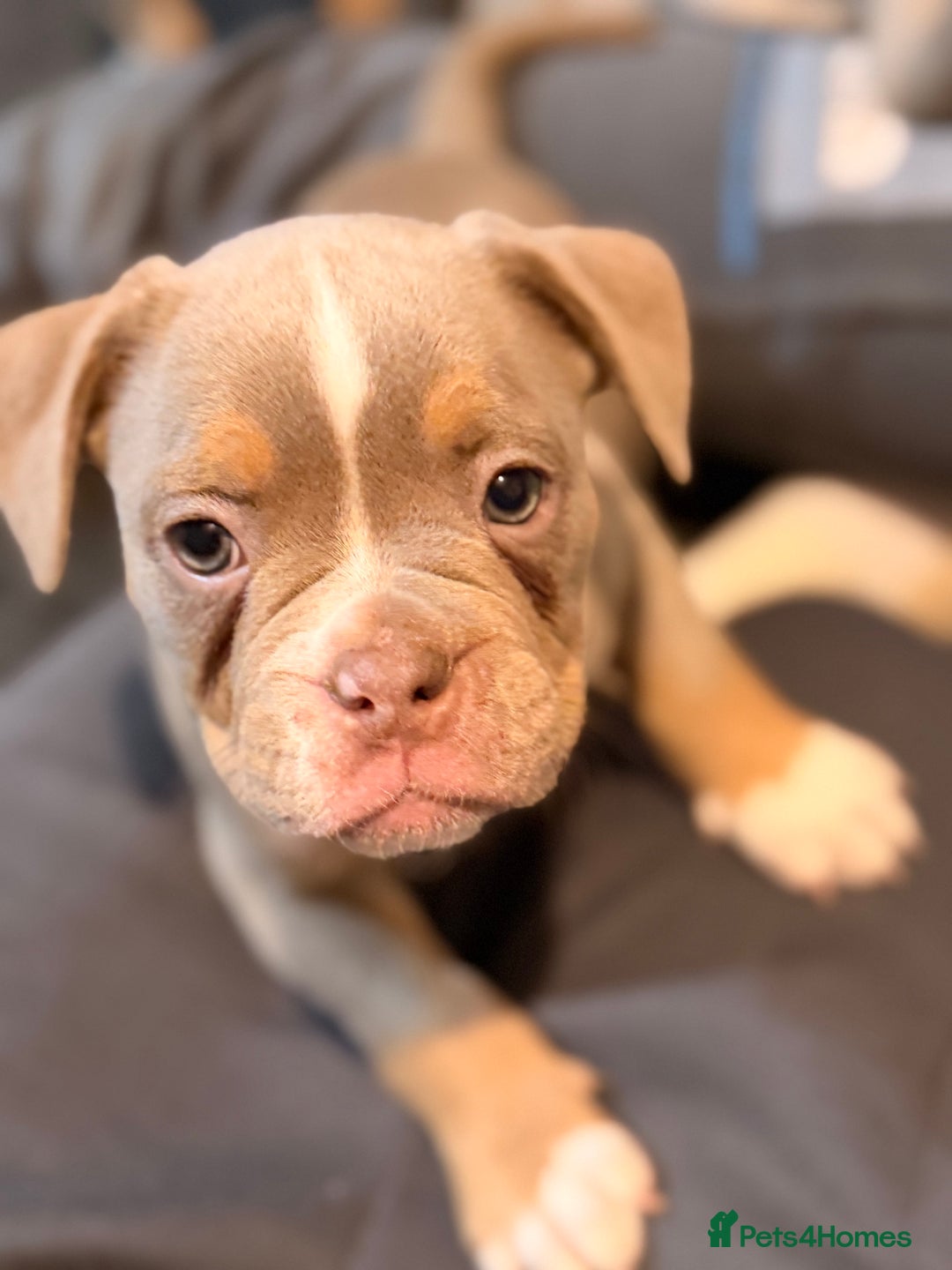 Olde English Bulldogge dogs for sale: Beautiful Olde Tyme English puppies  - Advert 3