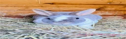 Mixed Breed rabbits for sale: Double hutch and rabbits  in Newark - Advert 4