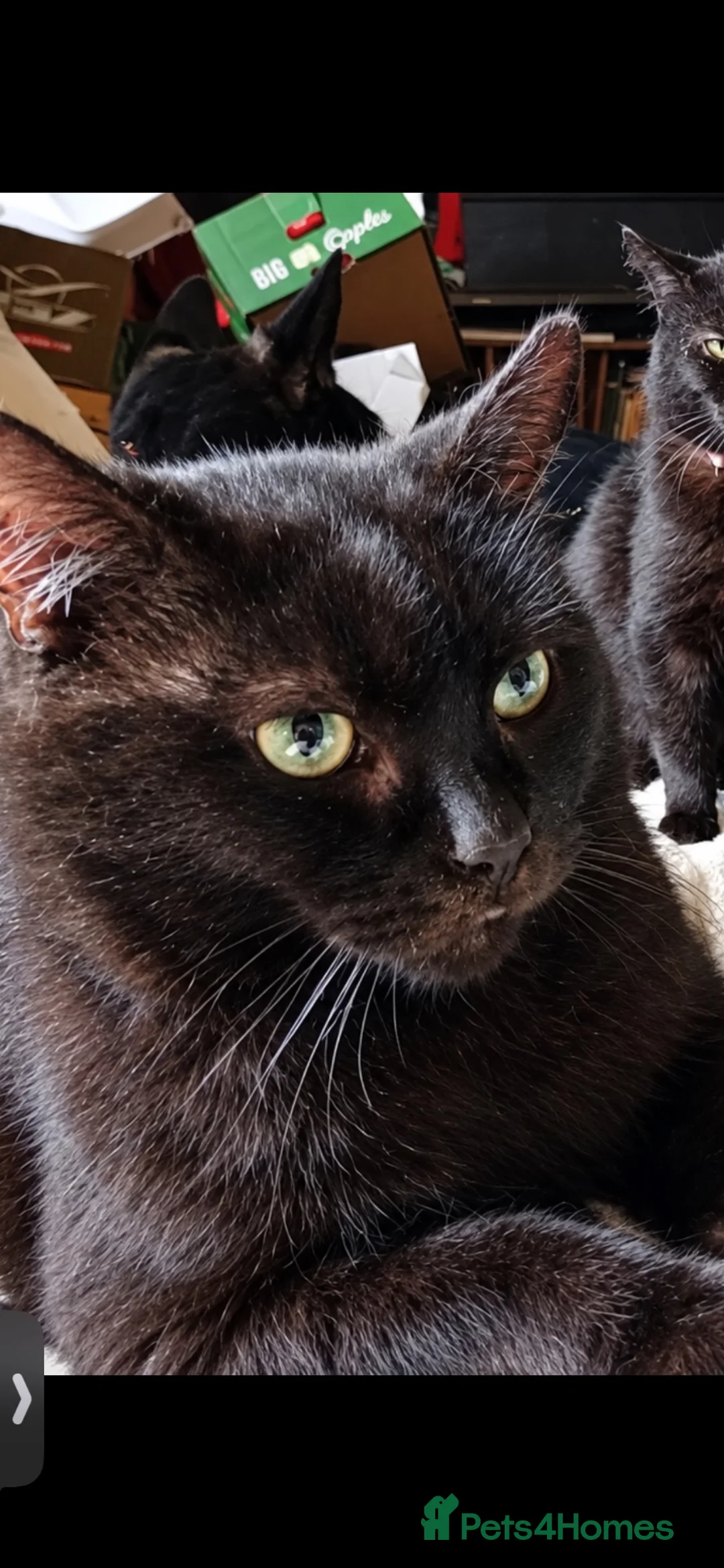 Mixed Breed cats for sale: Overlooked Rescue cats- 6m- 6 years🤎 - Advert 28