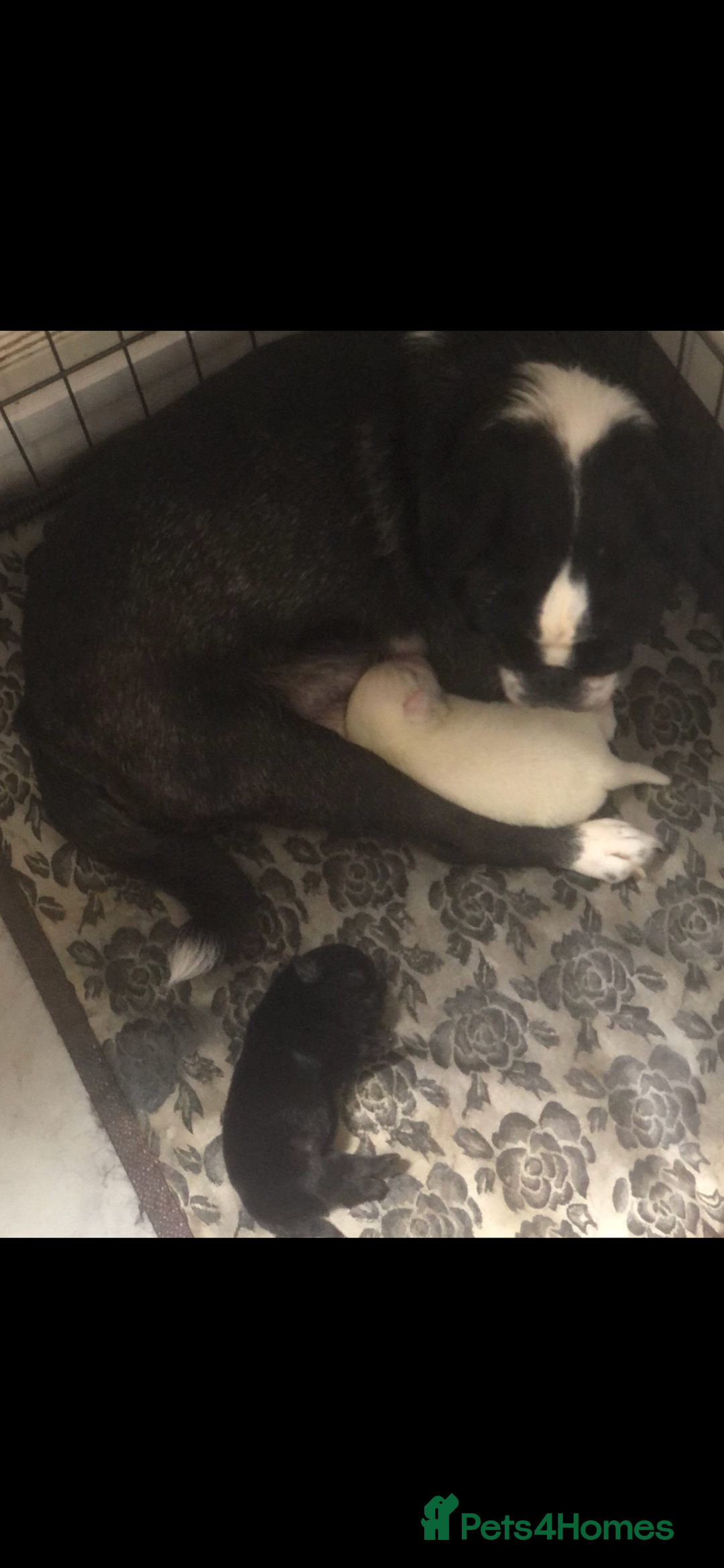 Pug dogs for sale: Black female pug puppy and white male pug puppy - Advert 2