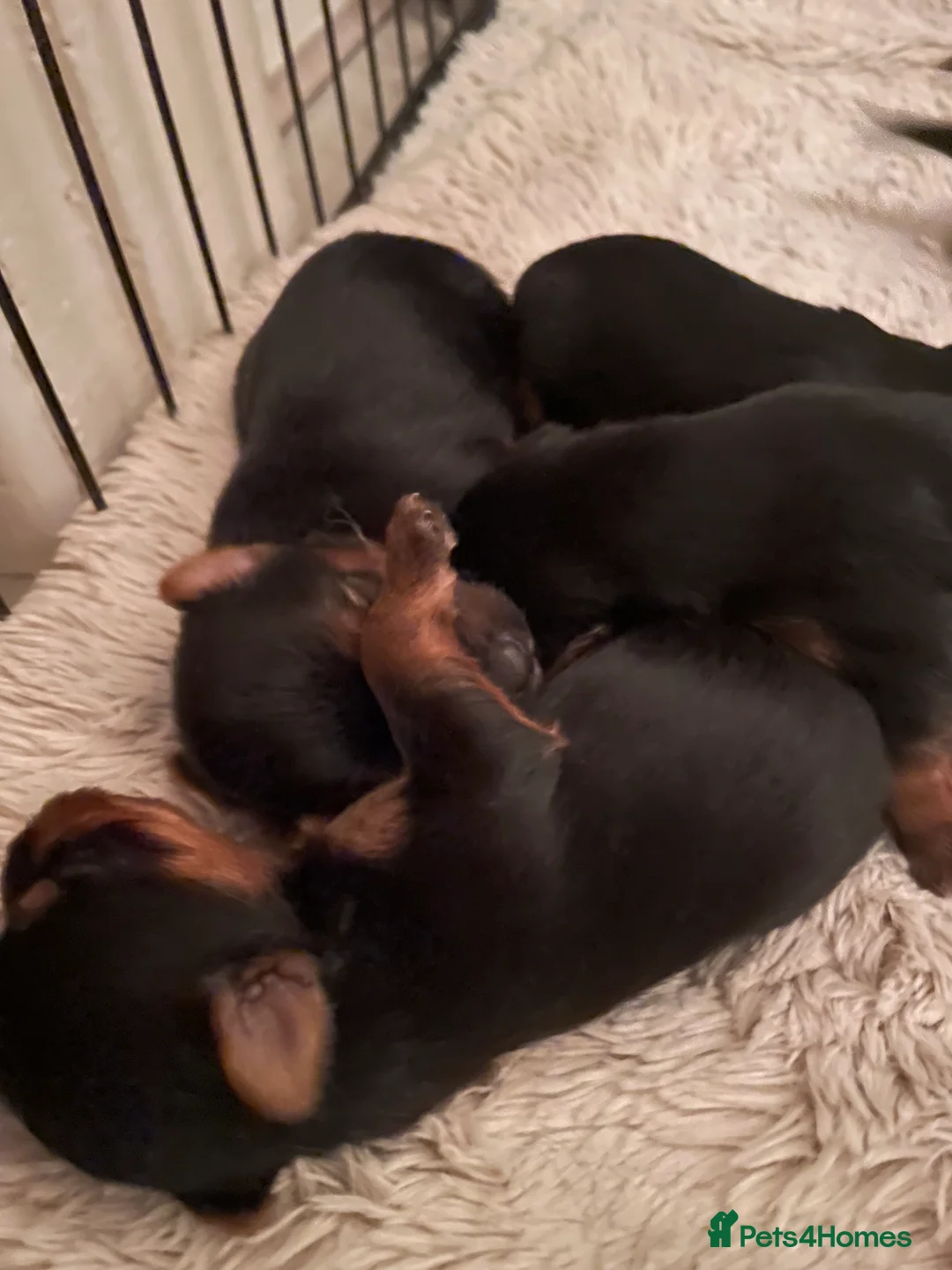 Yorkshire Terrier dogs for sale: PEDIGREE MINATURE YORKSHIRE TERRIER PUPS  - Advert 5