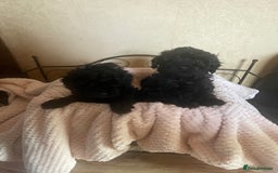 Mixed Breed dogs for sale: Hungarian puli cross miniature poodle puppies - Image 13
