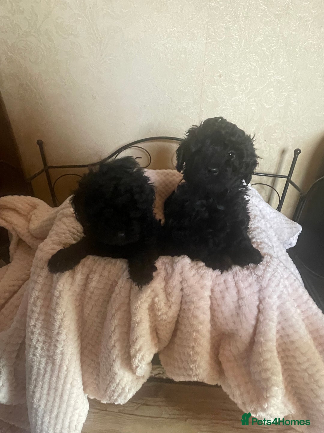 Mixed Breed dogs for sale: Hungarian puli cross miniature poodle puppies - Image 13