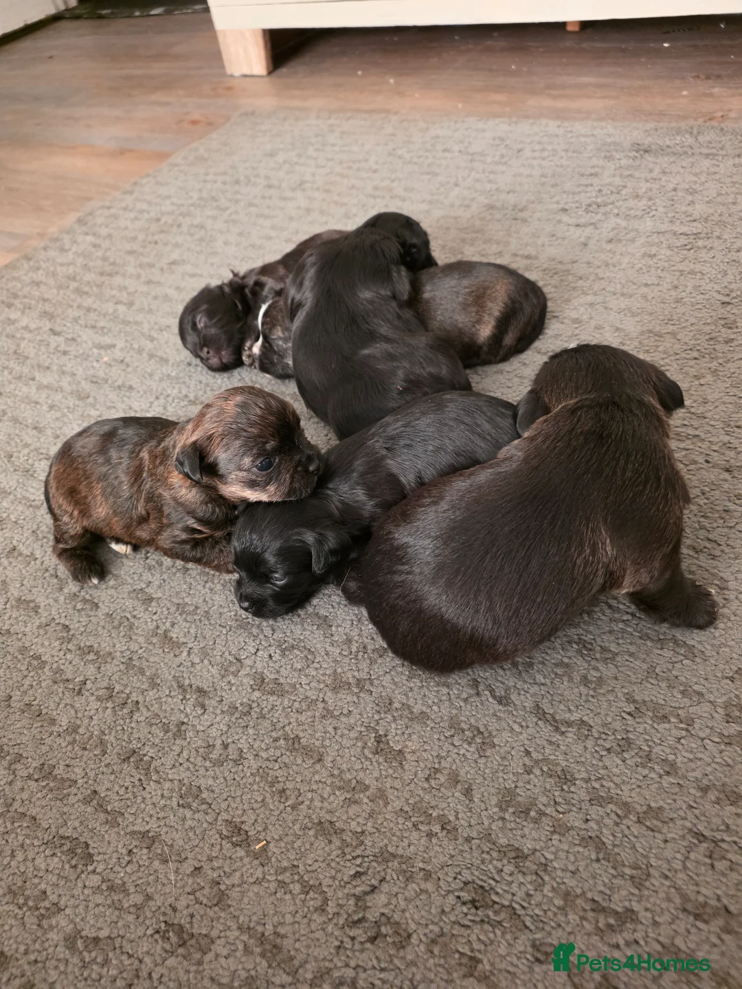 Mixed Breed dogs for sale: Beautiful solid puppies in Ilkeston - Advert 9