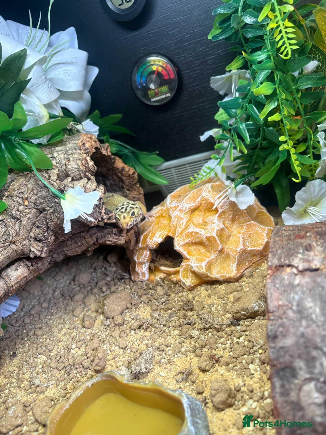 Leopard Gecko reptiles for sale: Hypo leopard gecko (Ziggy)  in Preston - Advert 2