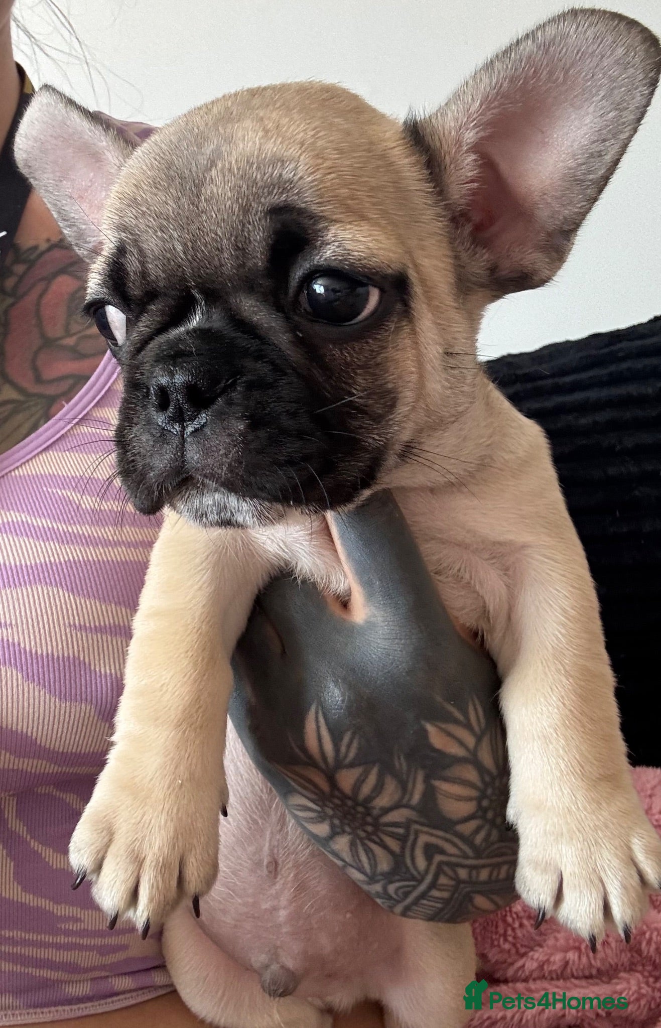 Mixed Breed dogs 8 Weeks Old French bulldog puppies - Advert 14