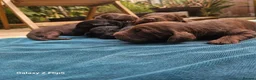 Sproodle dogs for sale: Stunning Sproodles puppys for sale in Maybole - Advert 13