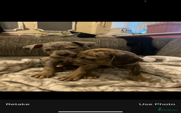 Mixed Breed dogs for sale: Staffy cross American bulldog  - Image 7