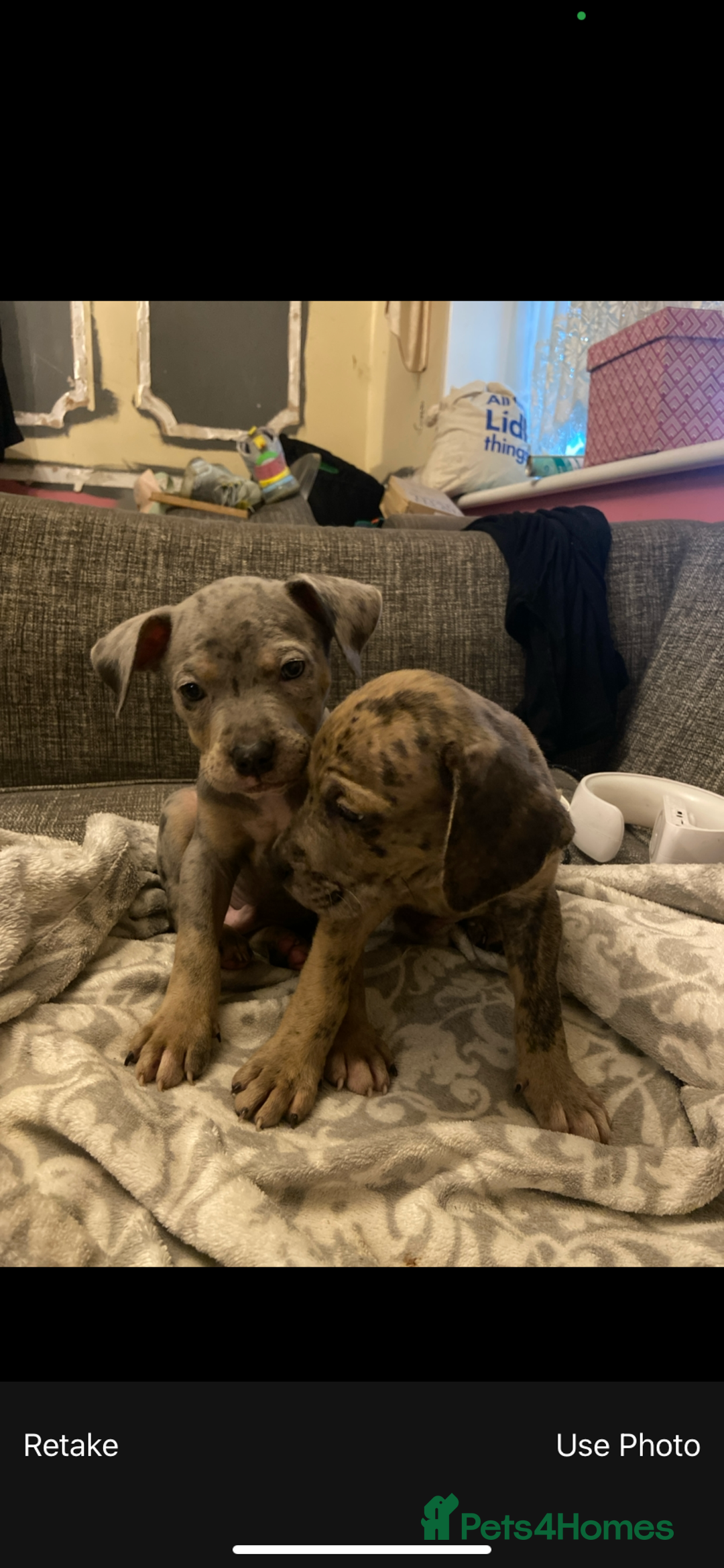 Mixed Breed dogs for sale: Staffy cross American bulldog  - Image 7