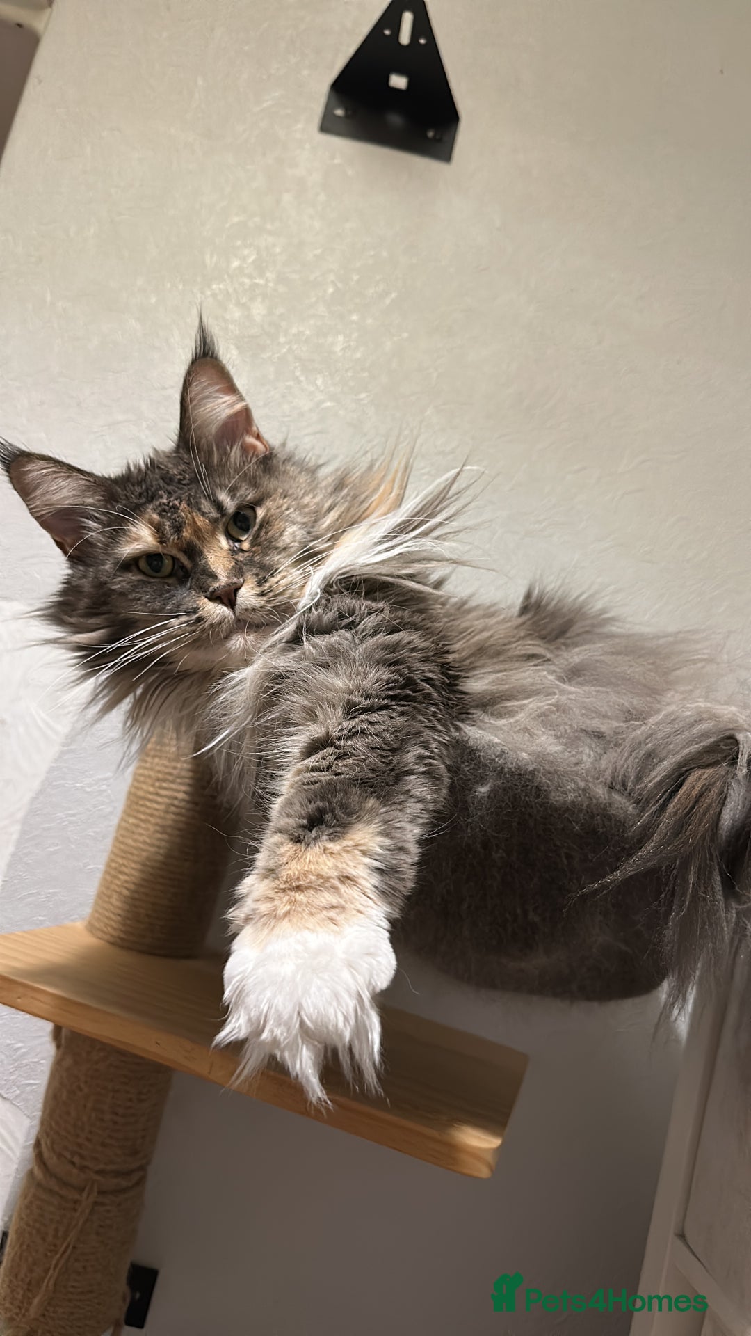 Maine Coon cats for sale: Pedigree registered female maine coon for sale - Advert 8