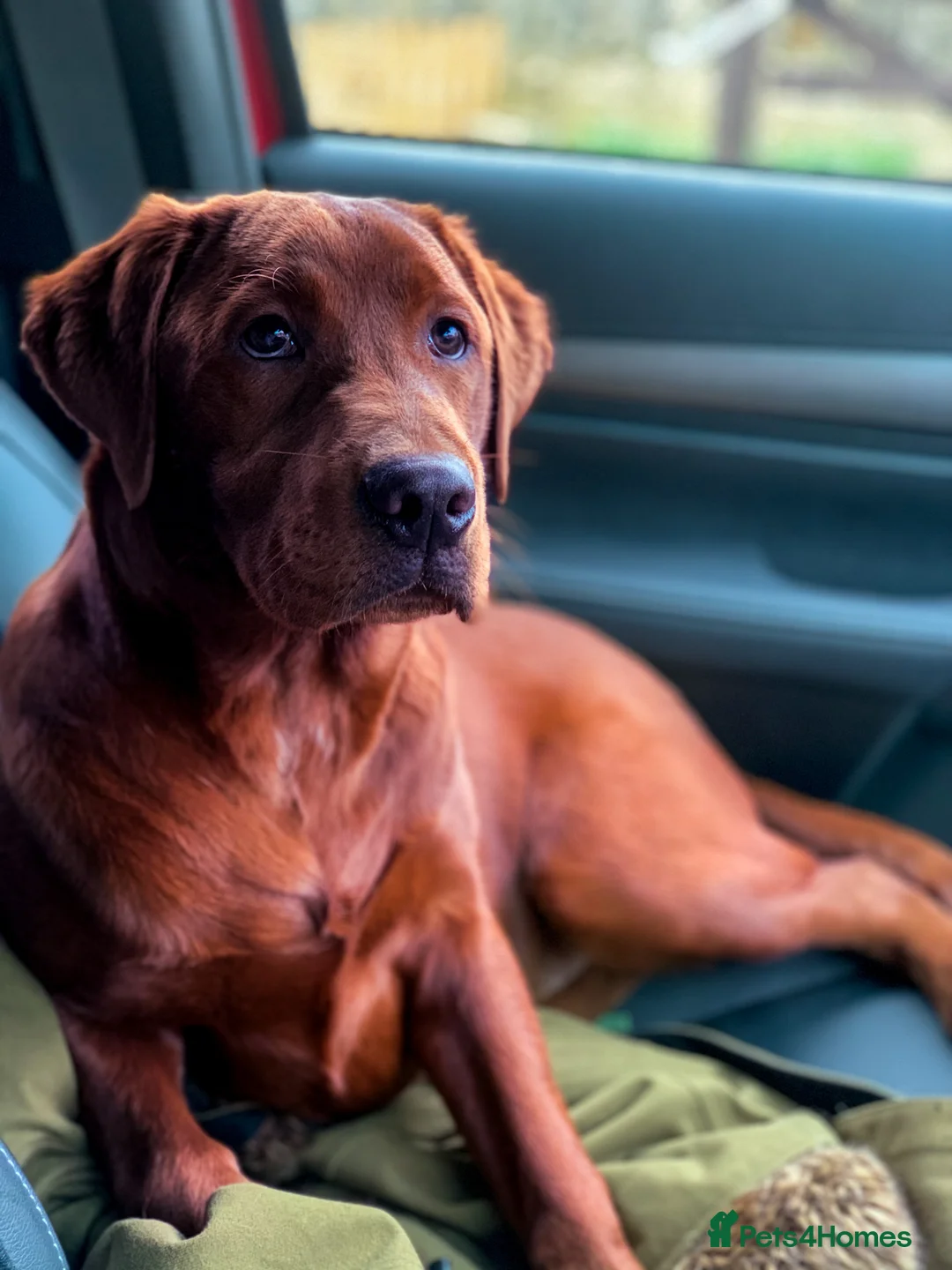 Labrador Retriever dogs for stud: AGLABS ICON - HEALTH TESTED DARKEST FOX RED in Grantham - Advert 12