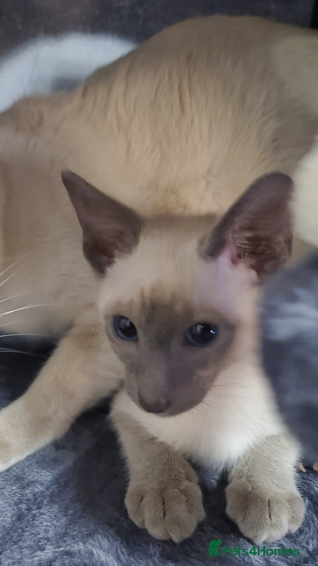 Siamese cats for sale: stunning Siamese Kittens  - Advert 8