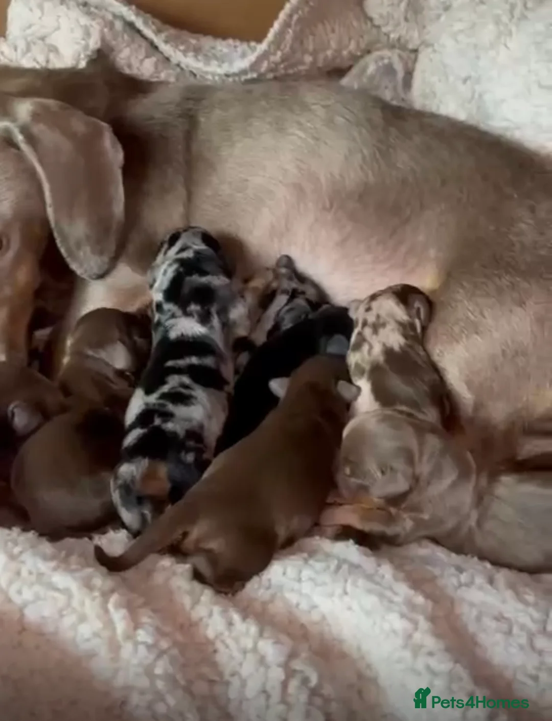 Dachshund dogs for stud: Kc Mini long haired dapple  in Leeds - Advert 17