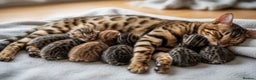 Bengal cats for sale: Pure breed bengal kittens 8  - Advert 1