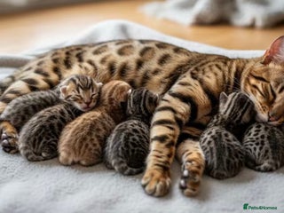 Bengal cats Pure breed bengal kittens 8 - Advert 1