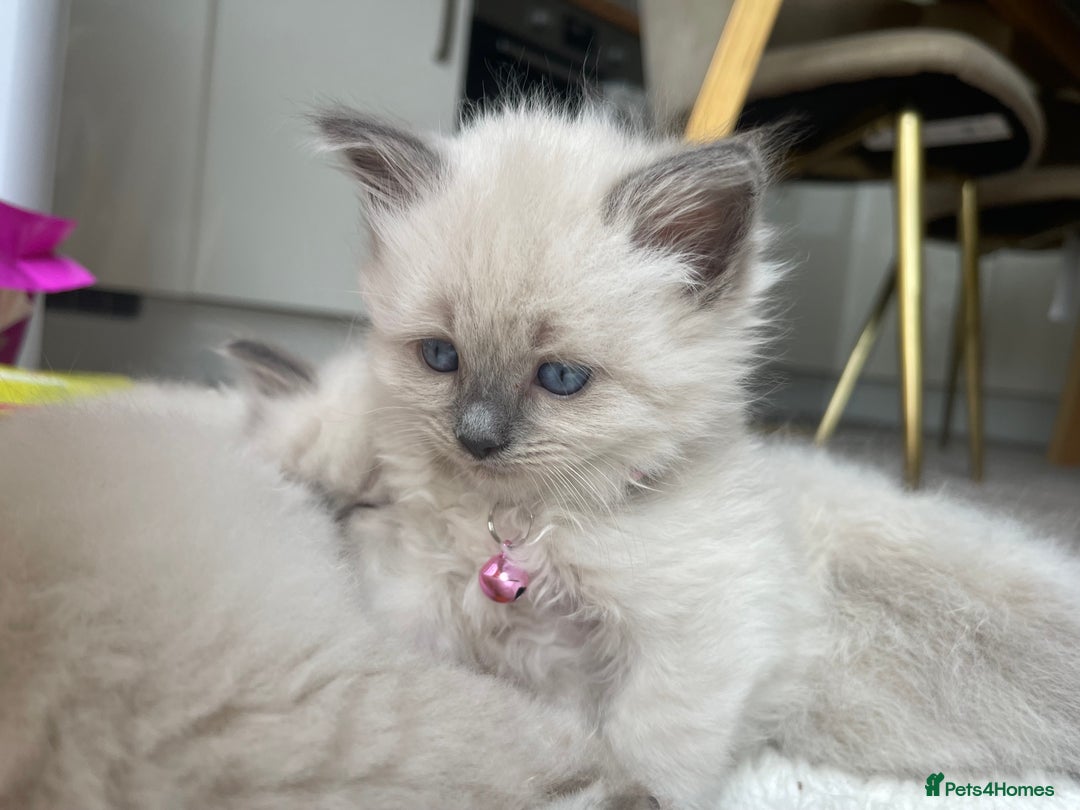 Ragdoll cats for sale: Gorgeous Ragdoll Kittens - Image 26