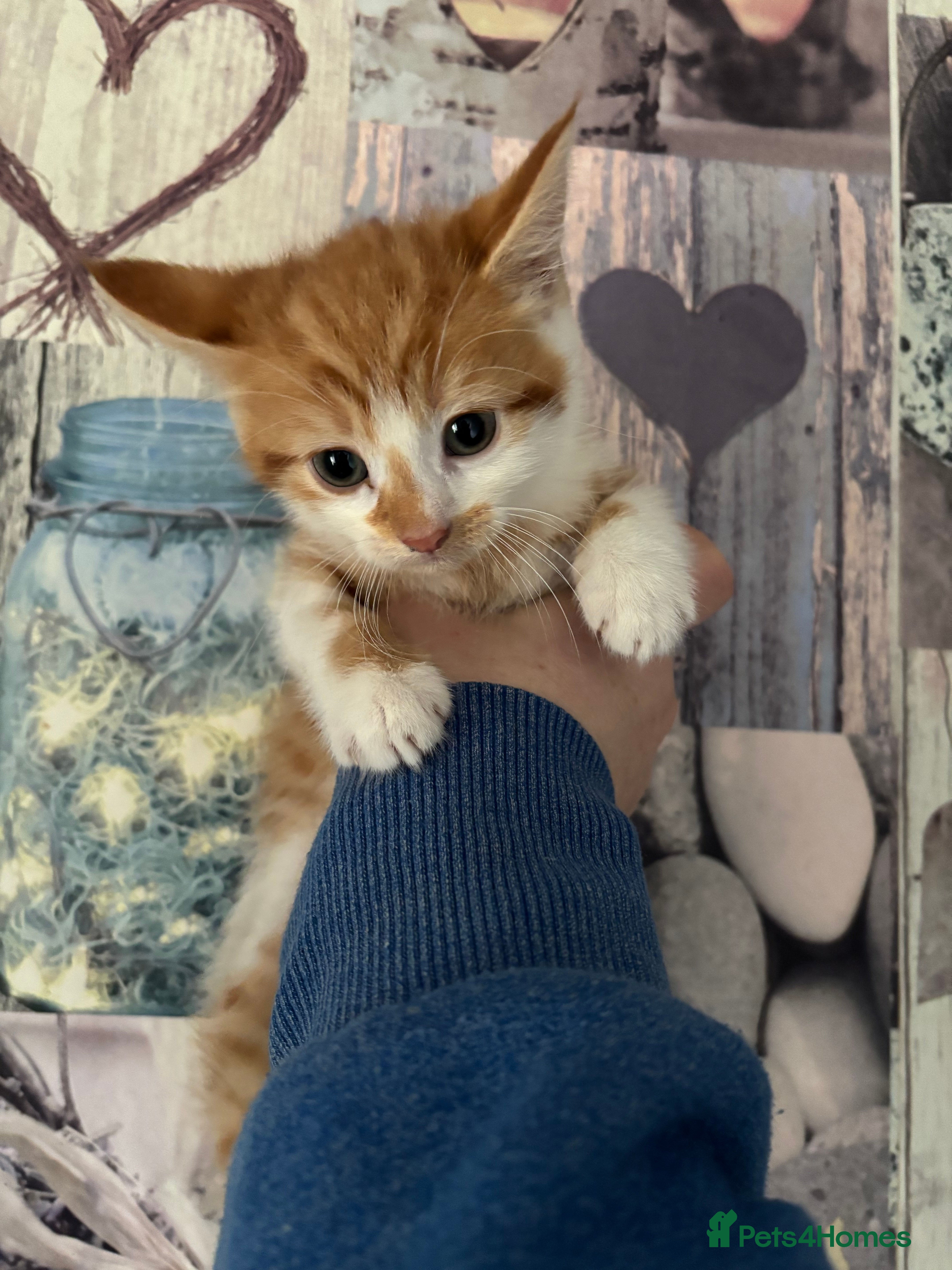 Mixed Breed cats Stunning ginger kittens  - Advert 2