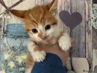 Mixed Breed cats Stunning ginger kittens - Advert 2