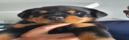 Rottweiler dogs for sale: Forever home  in Plymouth - Advert 11