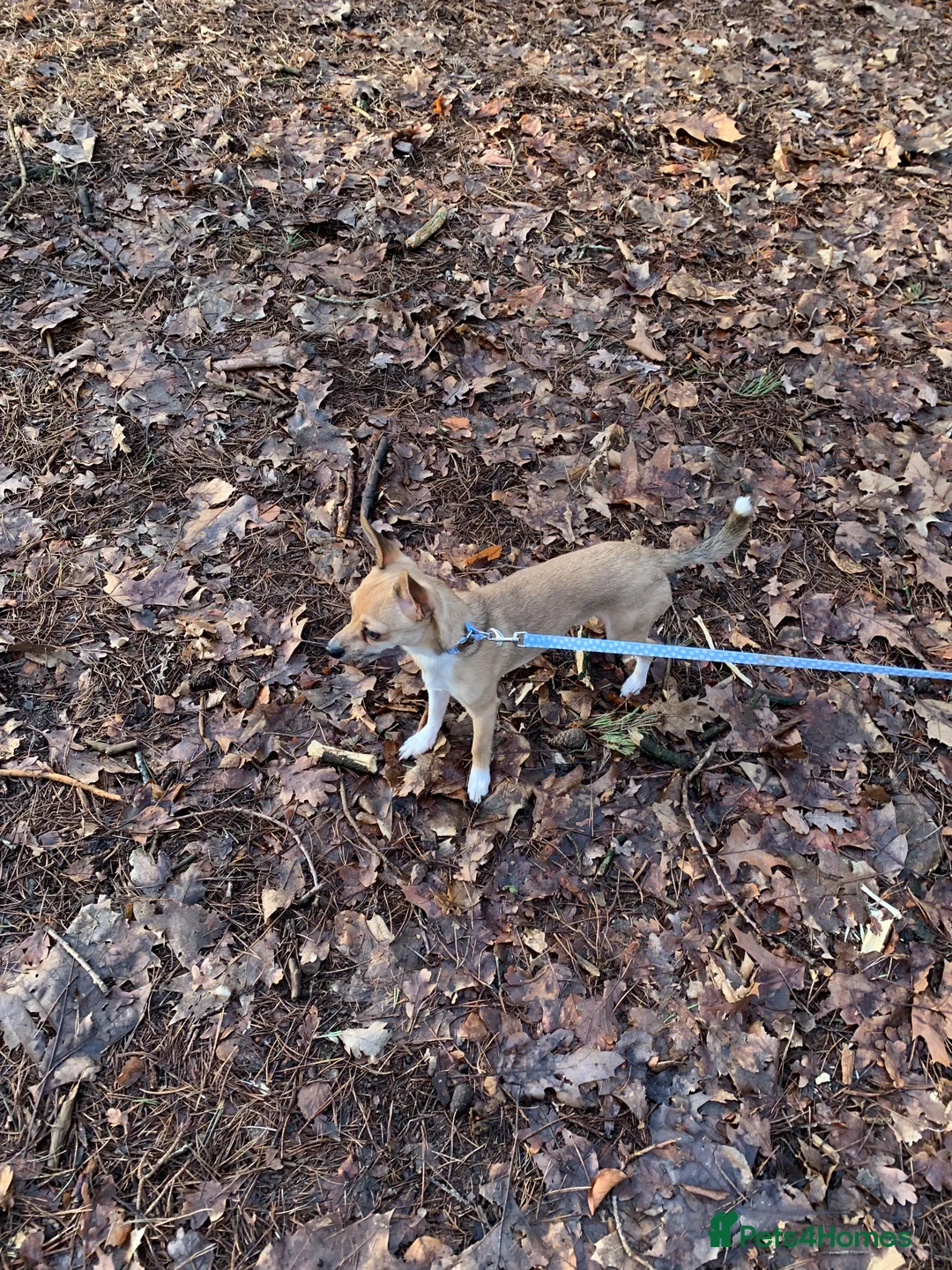 Mixed Breed dogs for adoption: Chihuahua Jack Russell mix - Advert 1