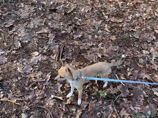 Mixed Breed dogs Chihuahua Jack Russell mix - Advert 1