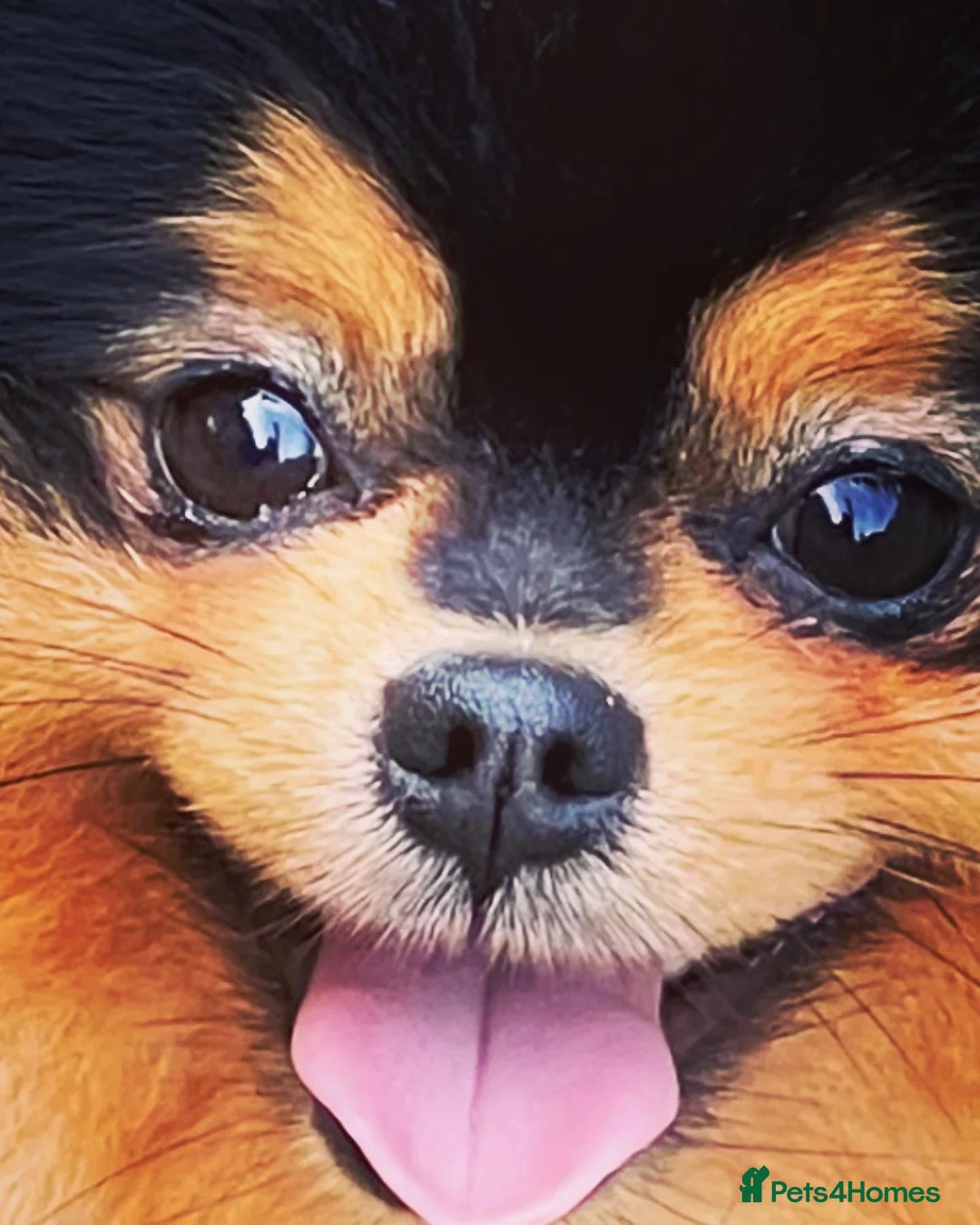 Pomeranian dogs for stud: STUNNING FENDI OPEN AT STUD 🏆CHAMPION SIRED🏆 in Grays - Advert 20