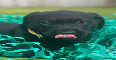 Labrador Retriever dogs - Advert 3