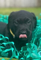 Labrador Retriever dogs - Advert 3