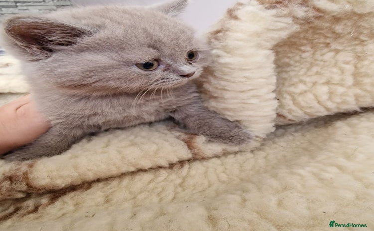 British Shorthair cats - Advert 15