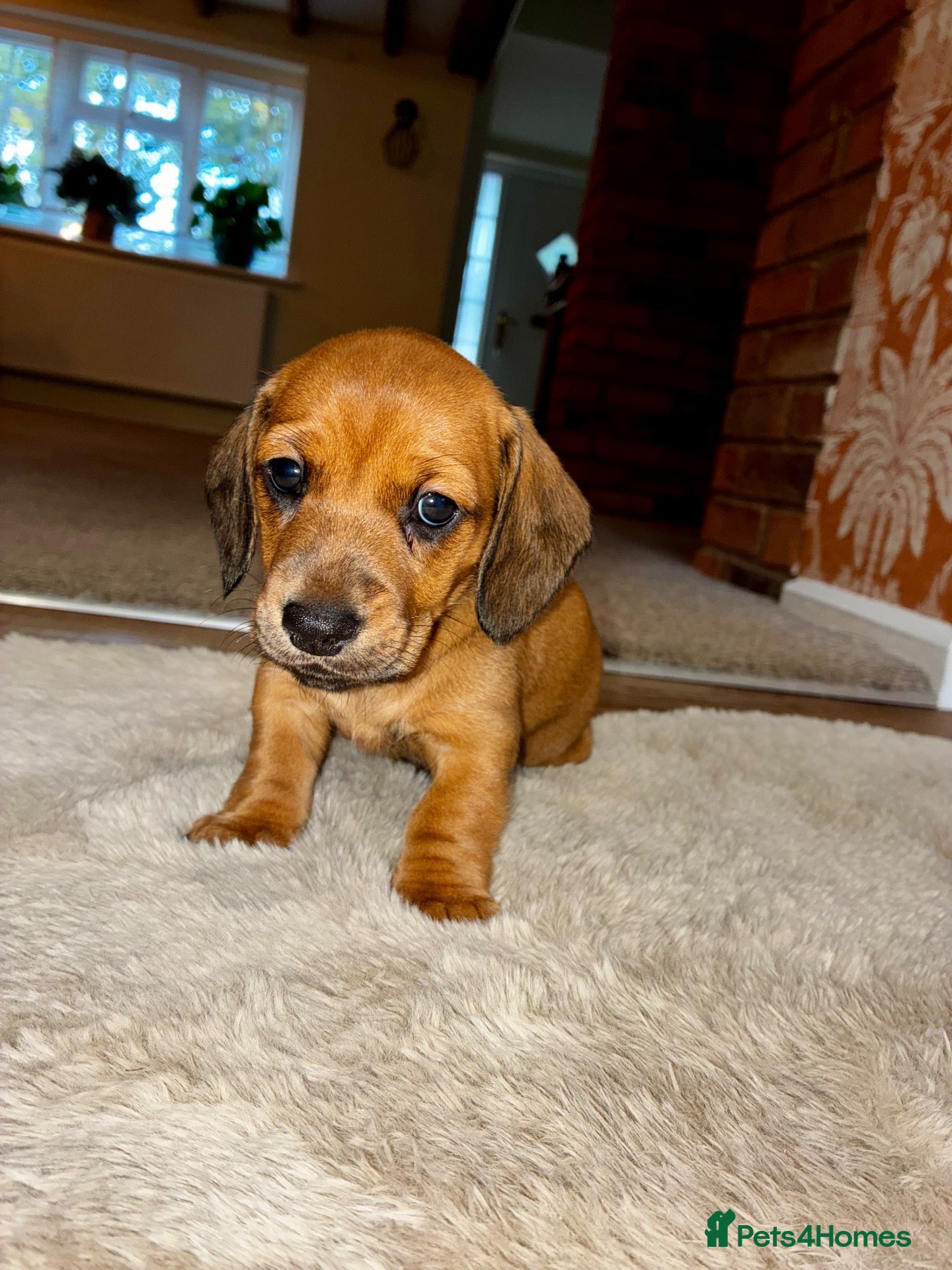 Dachshund dogs 3 beautiful red dachshund boys - Advert 1