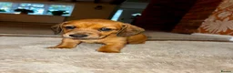 Dachshund dogs for sale: 3 beautiful red dachshund boys - Advert 1