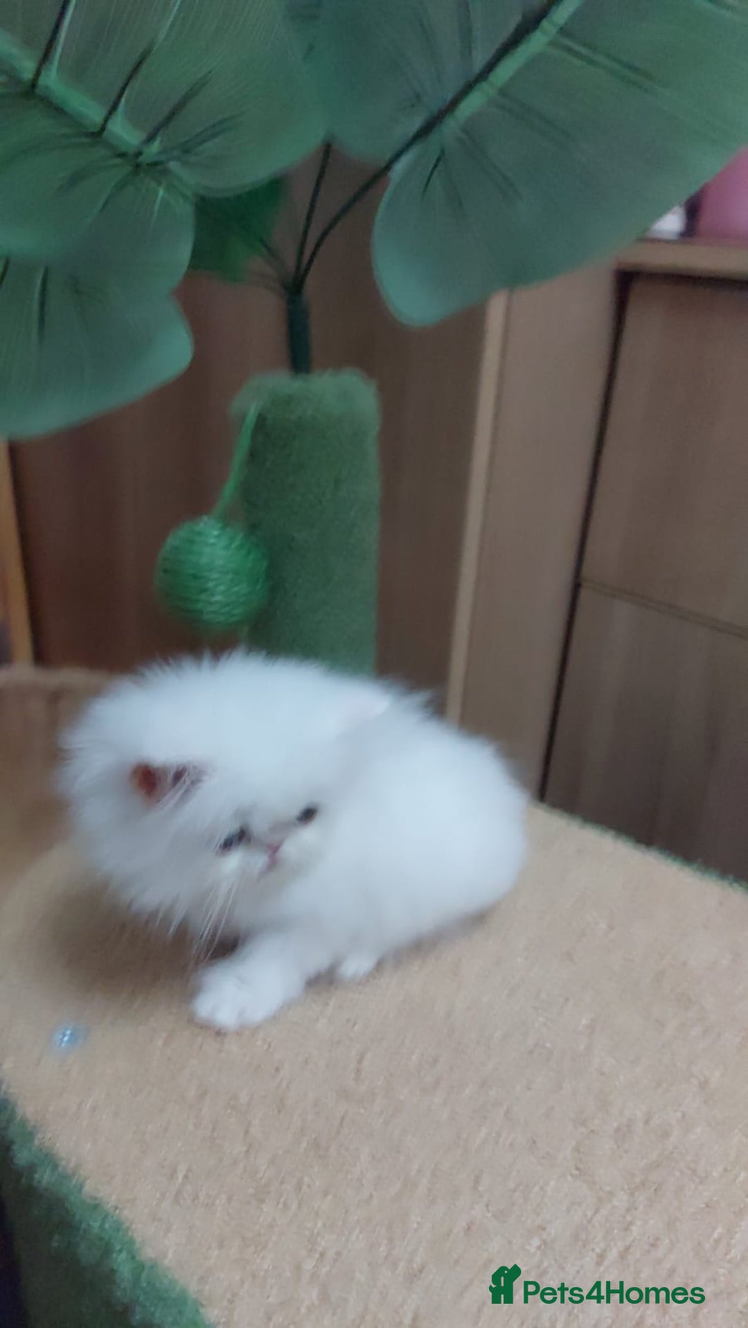 Persian cats for sale: Snow persian kitten  boy - Image 21