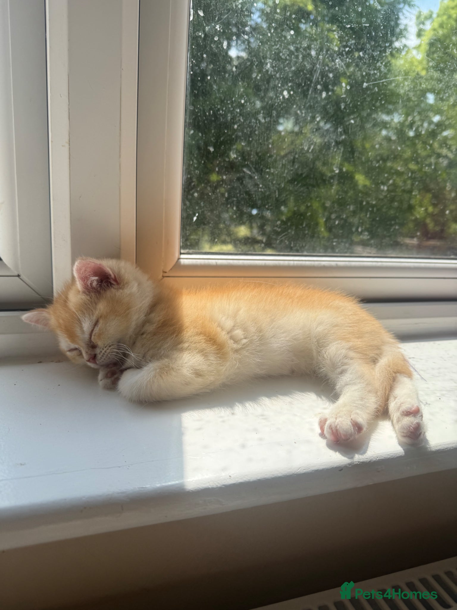 British Shorthair cats 💕 Golden and white British shorthair kittens 💕 - Advert 2