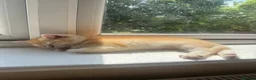 British Shorthair cats for sale: 💕 Golden and white British shorthair kittens 💕 - Advert 2