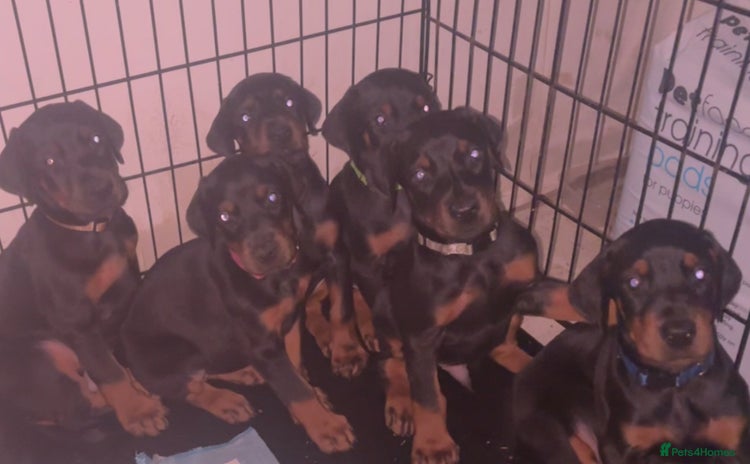 Dobermann dogs - Advert 9