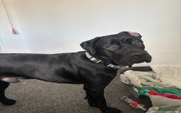 Cane Corso dogs for sale: Cane Corso 1 year old  - Image 2
