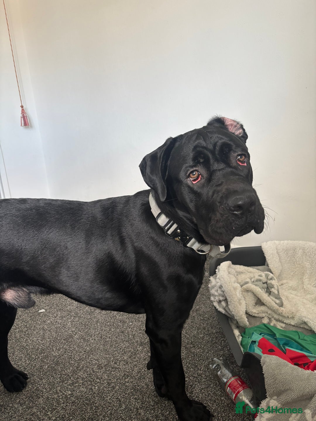 Cane Corso dogs for sale: Cane Corso 1 year old  - Image 2