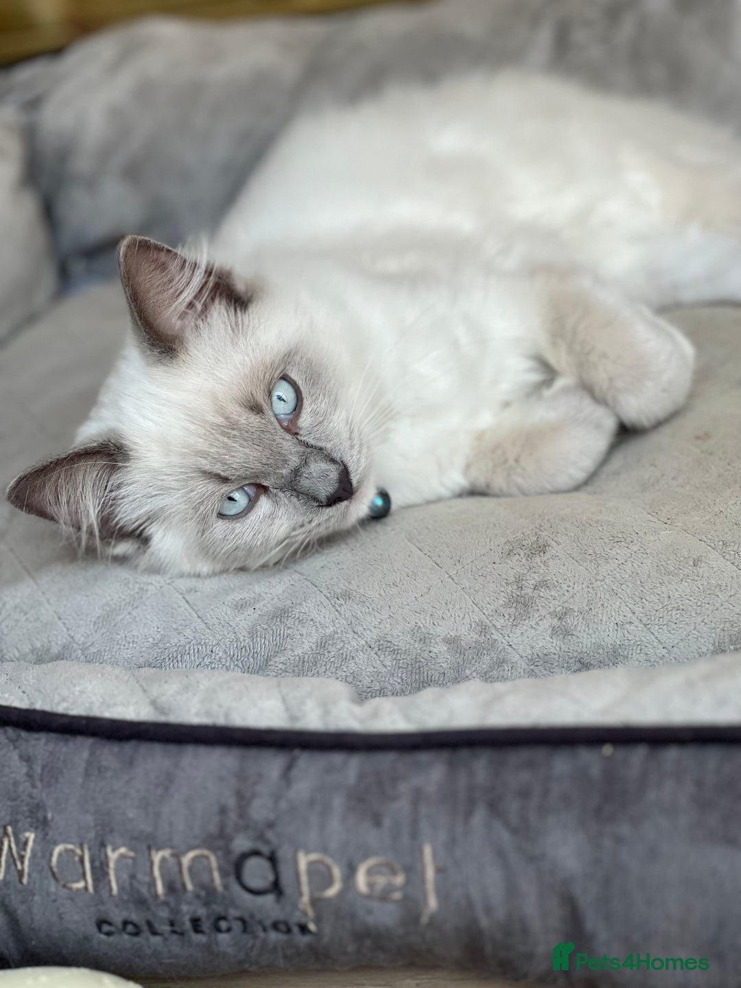 Ragdoll cats for sale: Blue mitted and bicolour ragdolls - Image 15