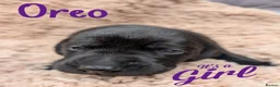 Mixed Breed dogs for sale: Vizslador Puppies (Vizsla X Black Lab) in Yelverton - Advert 12