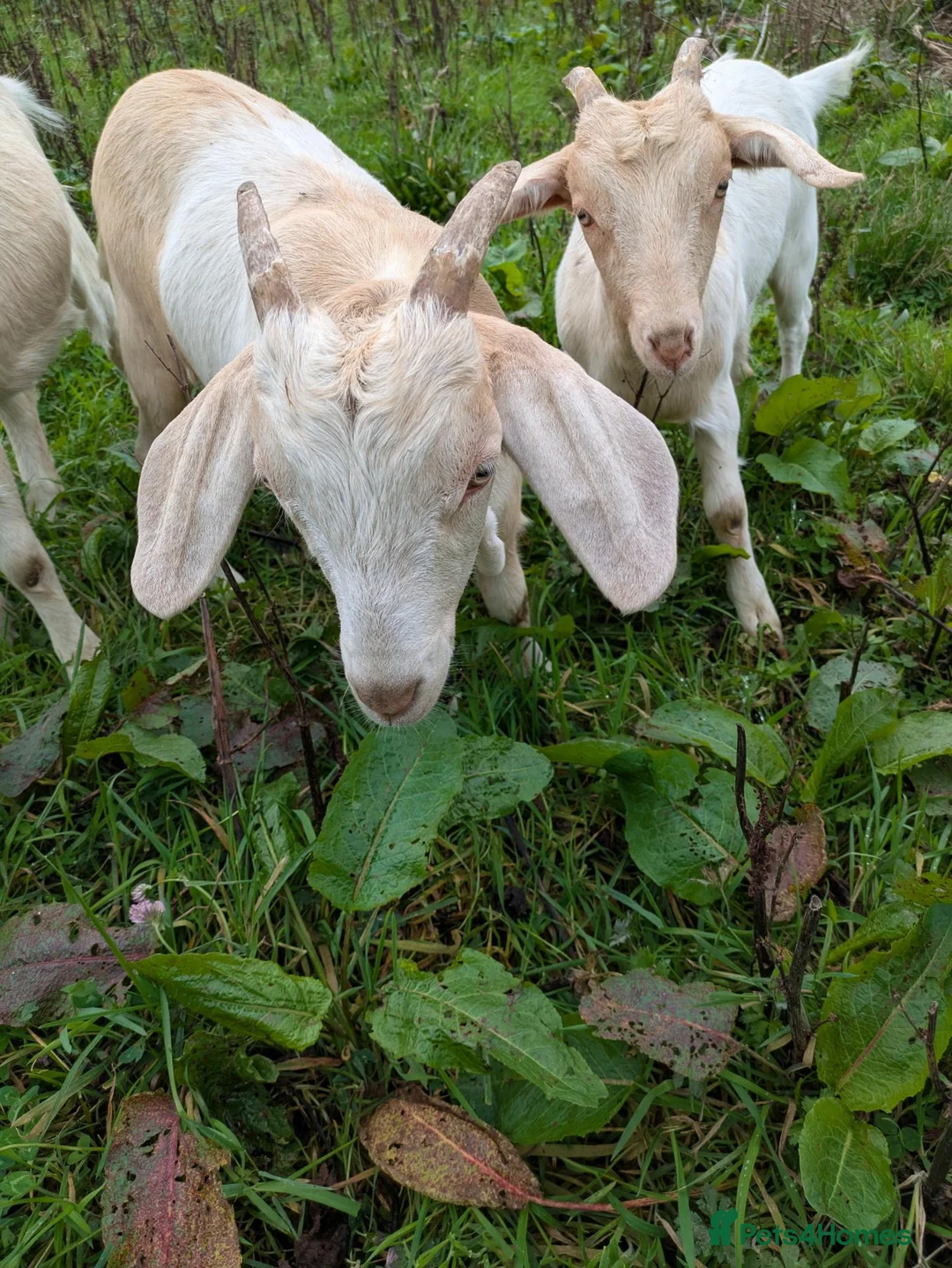 Goats livestock for sale: Brother and sister goats. Pair for ssle - Advert 1