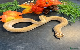 Snake reptiles for sale: Cb25 Hognose snakes AMAZING  - Image 14