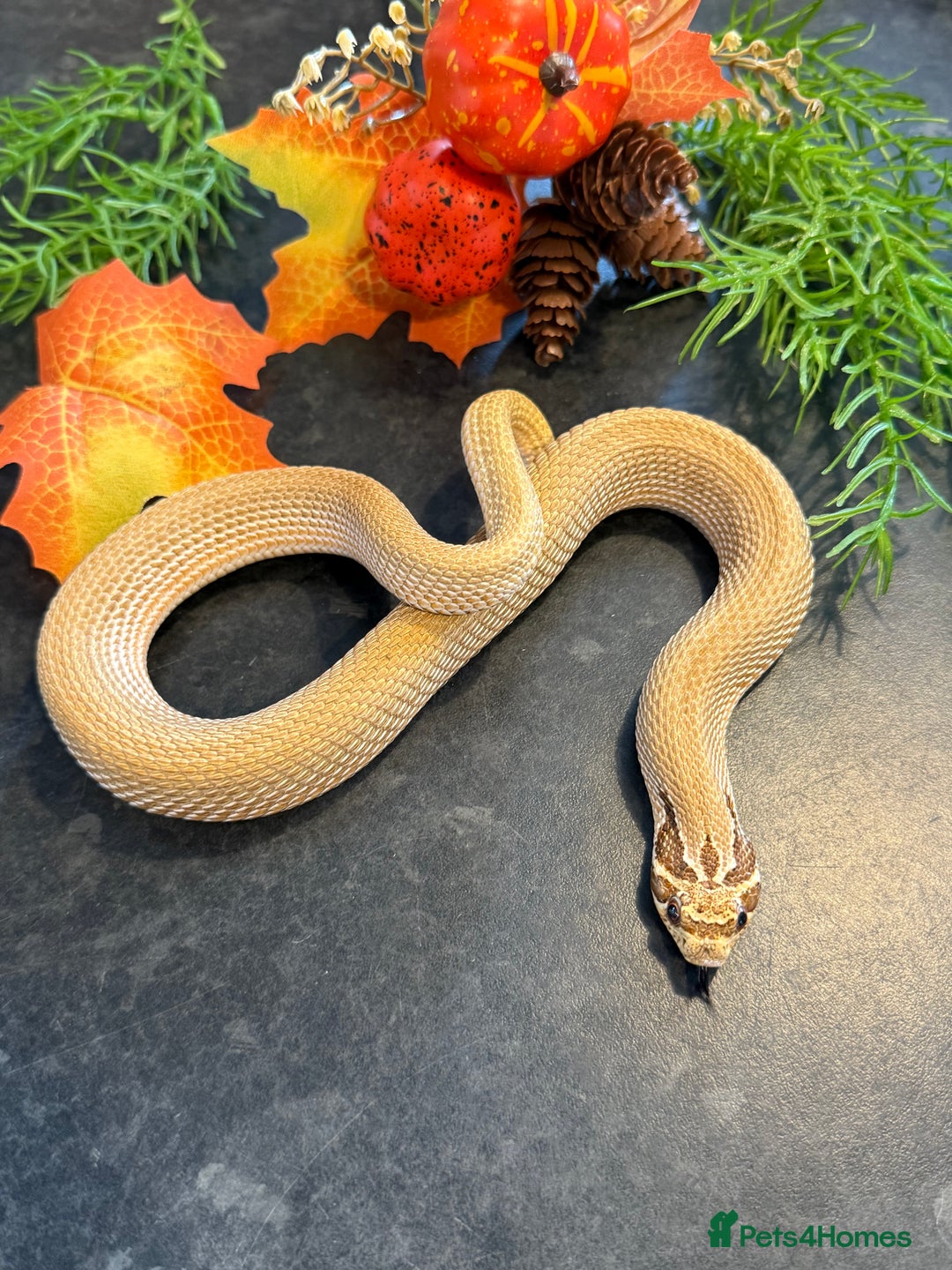 Snake reptiles for sale: Cb25 Hognose snakes AMAZING  - Image 14